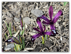 Iris reticulata ' Pauline '