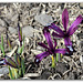 Iris reticulata ' Pauline '