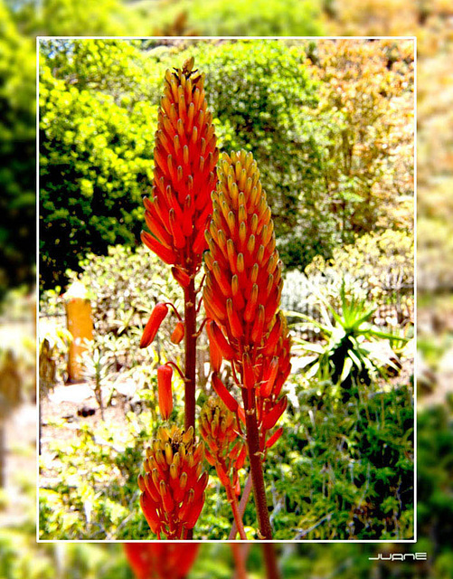 Flor del Aloe