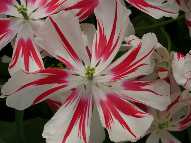Flower with striped petals