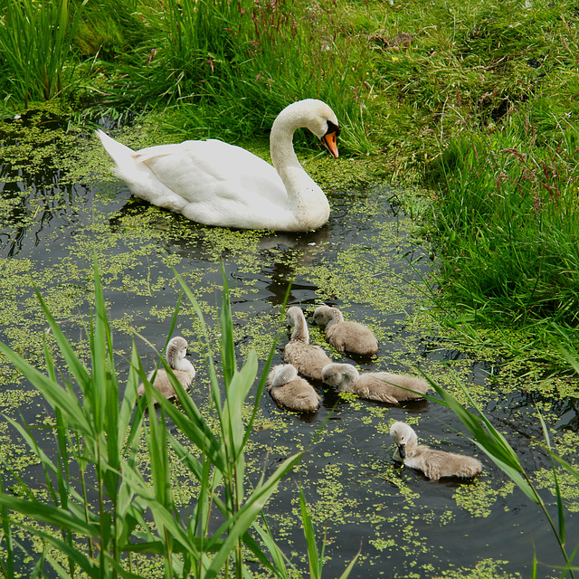 Swan Family 2