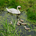 Swan Family 2