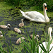 Swan Family 1