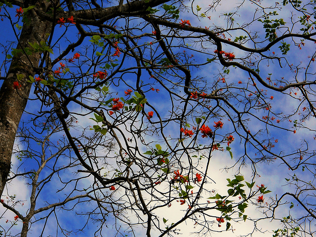 Amapola, Coral Tree, Erythrina poeppigiana