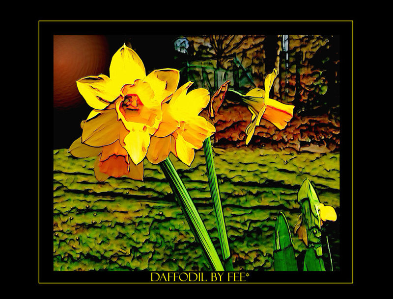 Daffodil...