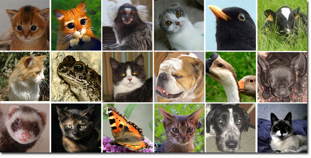 Les animaux sur ipernity Les animaux sur ipernity