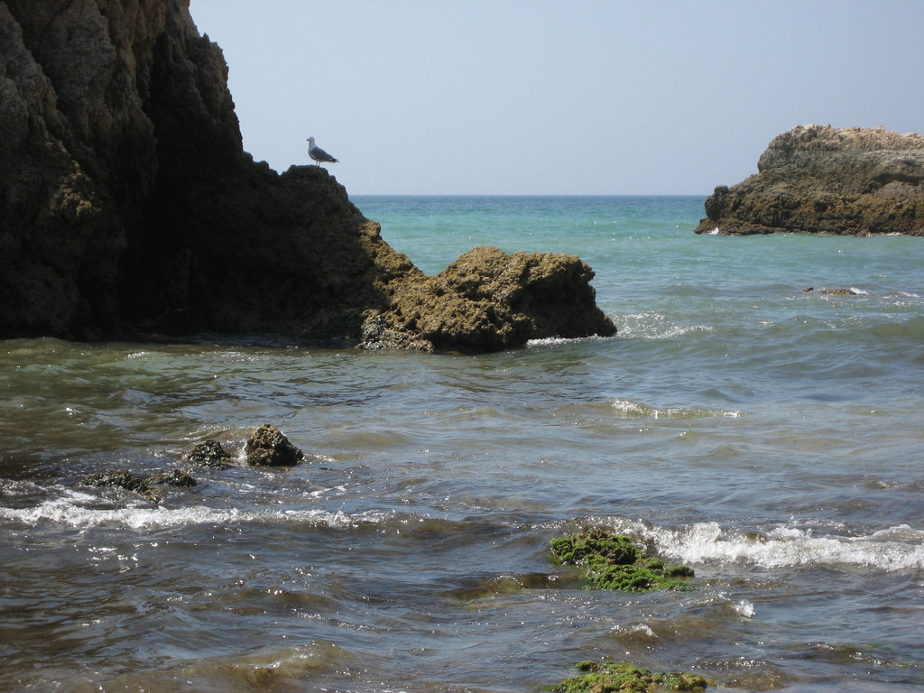 Algarve, Praia da Rocha, seagull