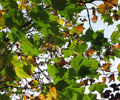 Leaf cover