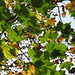 Leaf cover