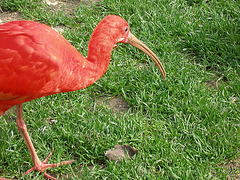 red Ibis