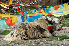 Yak bull nearby the Namtso Lake Tibet