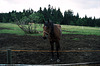 Horse, Prezidenska Chata, Bedrichov, Liberecky Kraj, Bohemia(CZ), 2007