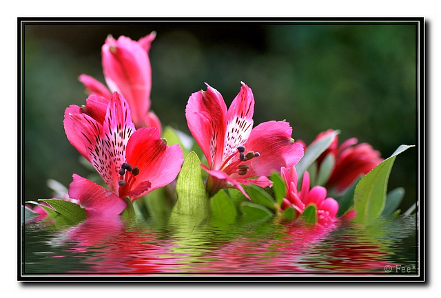 Waterlilie