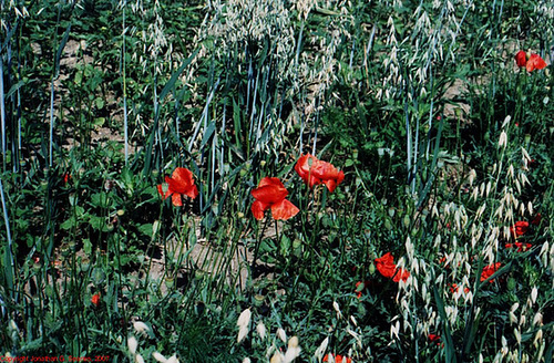 Poppies, Picture 2, Bila Hora, Prague, CZ, 2007