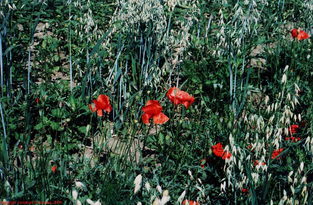 Poppies, Picture 2, Bila Hora, Prague, CZ, 2007