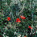 Poppies, Picture 2, Bila Hora, Prague, CZ, 2007