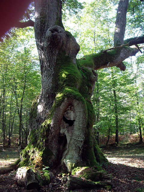 le chêne arbre des maitres sonneurs