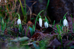 Snowdrops on January 13th, 2007
