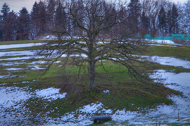Icking - Baum am Rotherberg