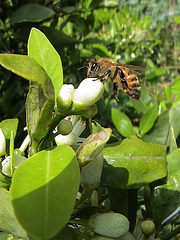 Bee on Citrus sinensis