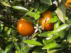 Citrus sinensis - Valencia