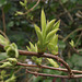 Buds on the lilac trees - has Spring come?