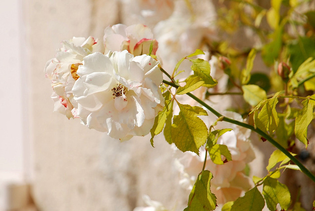roses roses