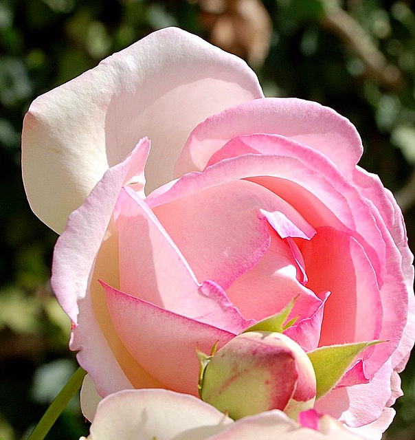 roses (2) roses (2)