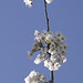 Beautiful cherry blossom of 2012