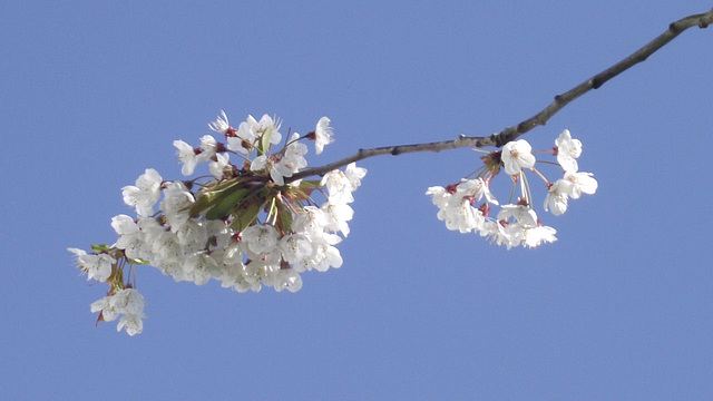 Cherry blossom 2012