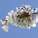 White blossom against the blue sky