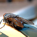 Housefly on a computer-mouse