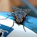Housefly on a computer-mouse