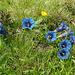 Gentiana acaulis