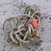 Gordischer Knoten - Strandgut 6