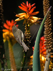 Mosquitero canario,- (Phylloscopus canariensis,)