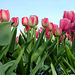 Tulips, taken from ground zero