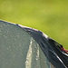 Raindrops falling on my tent
