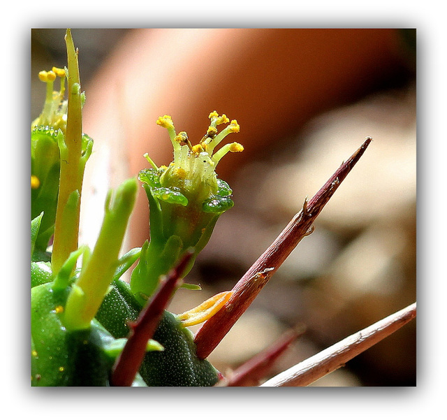 Euphorbia aggregata- fleur mâle