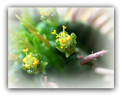 Euphorbia aggregata- fleurs