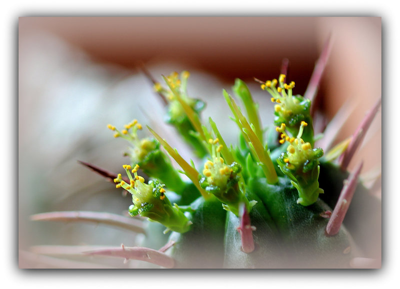 Euphorbia aggregata en fleurs