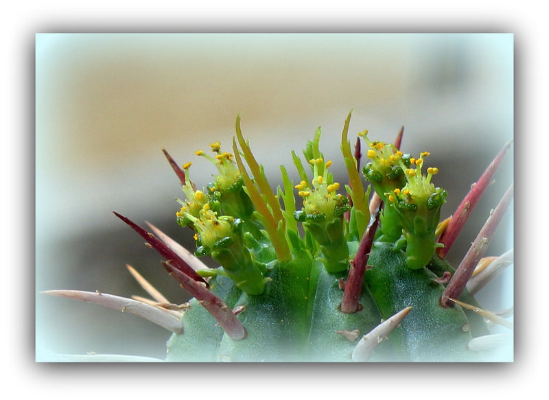 Euphorbia aggregata mâle - Floraison