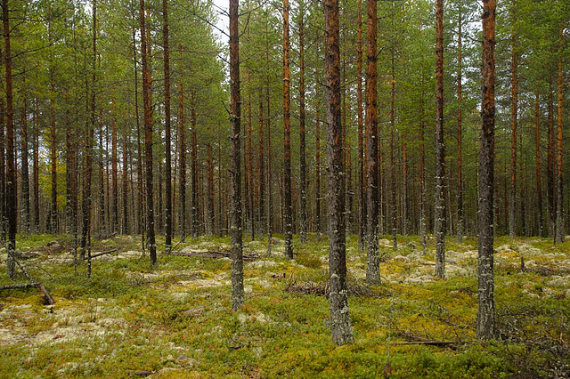 Wald ohne Ende