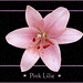 Pink Lilie
