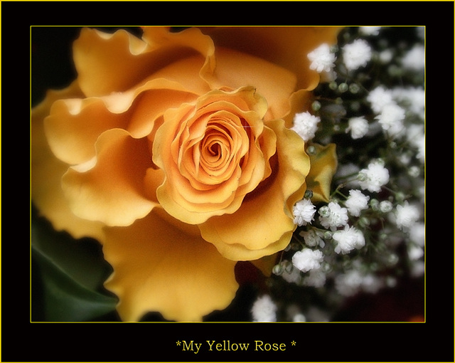 *Gelbe Rose*