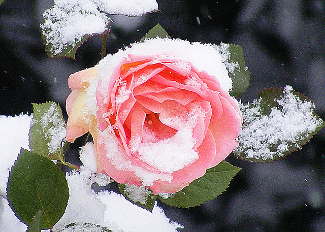 Rose 'n' snow