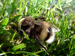 A honeybee in the green