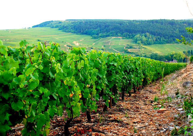vignes vignes