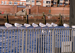 8 Gulls in a row