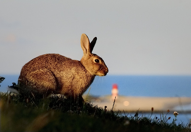 seaside rabbit